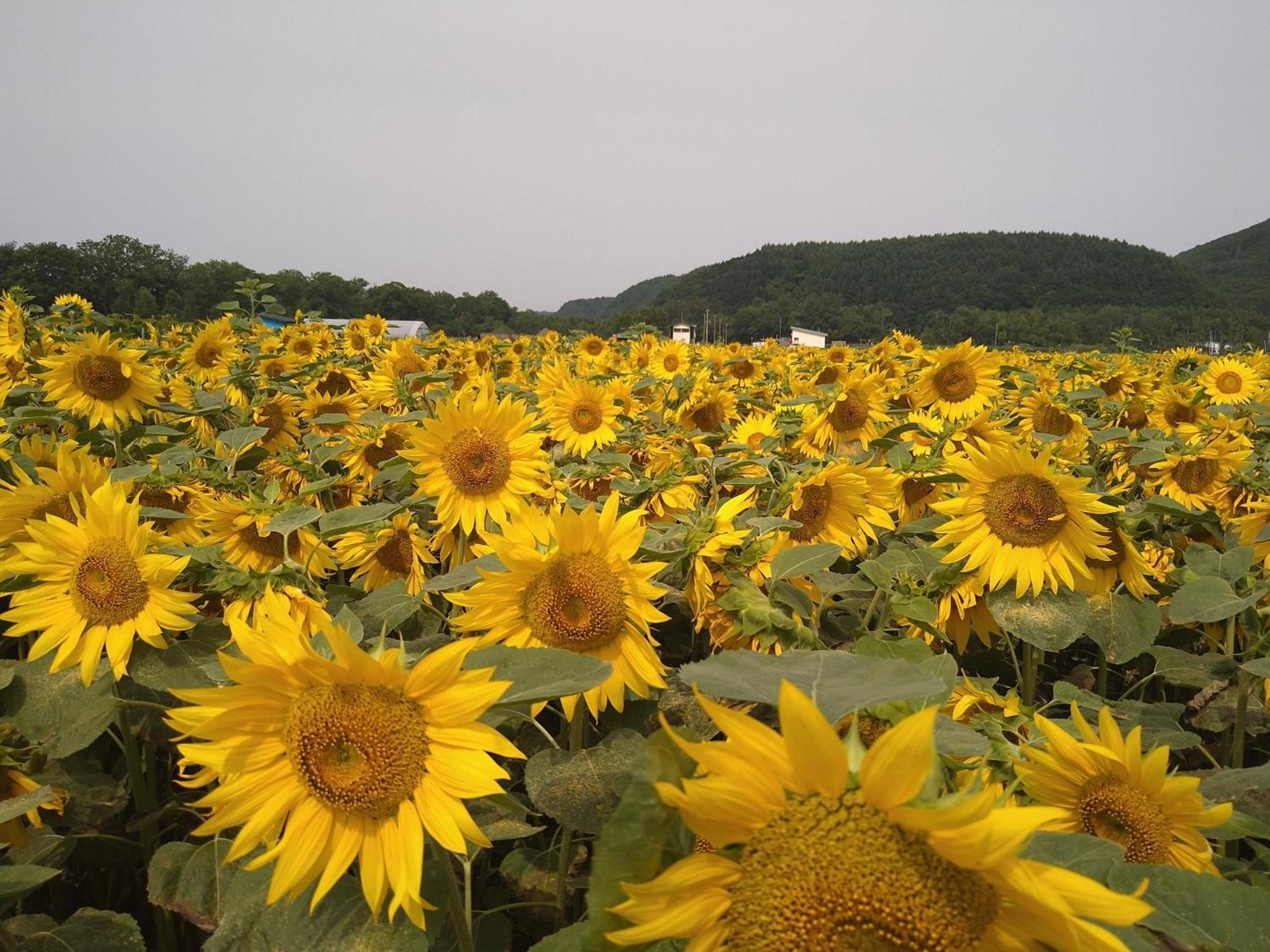 Sea Side Stay / Vacation Stay 1785 Abashiri Exterior foto